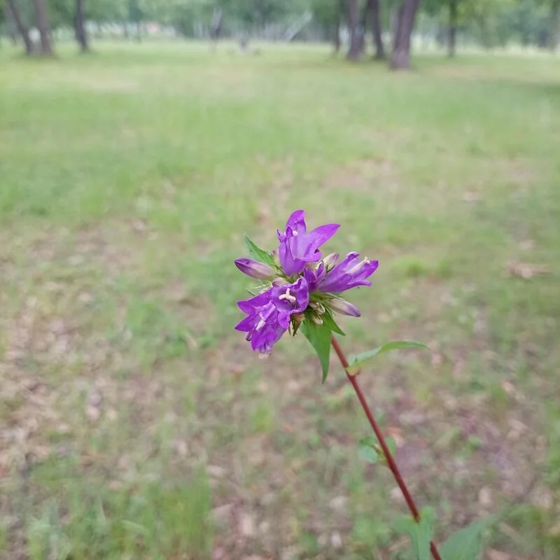 Флора