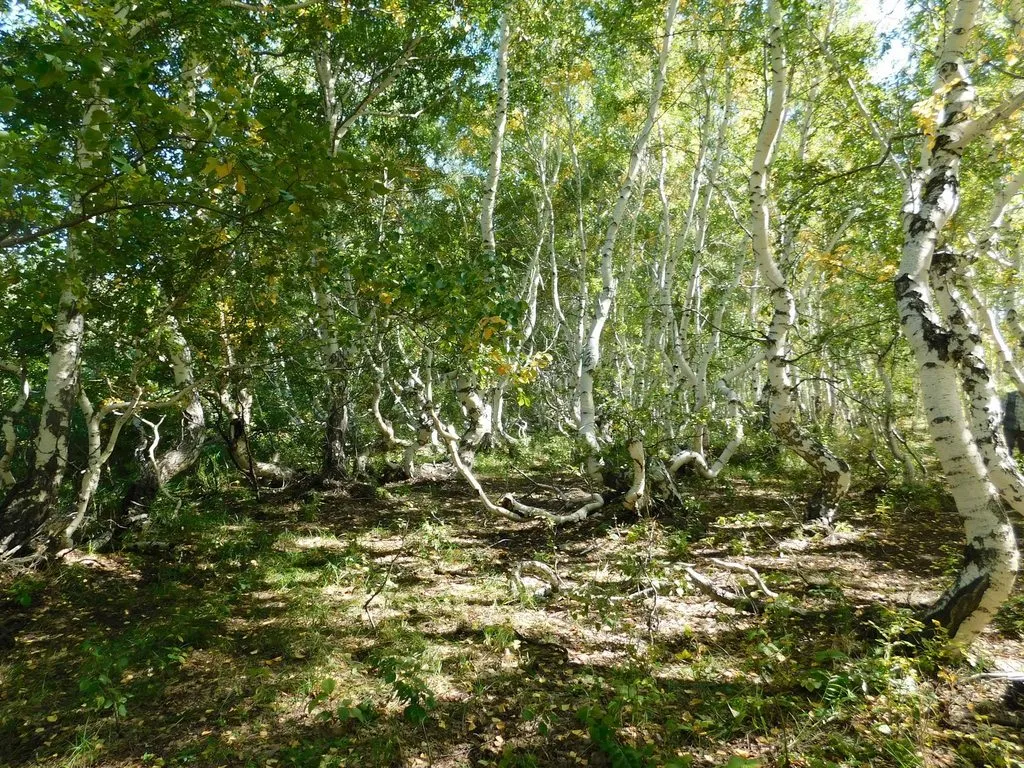 Корнеевка. "Танцующие" берёзы