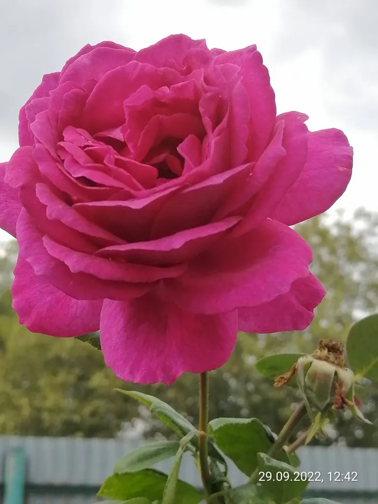 Чайная беседка