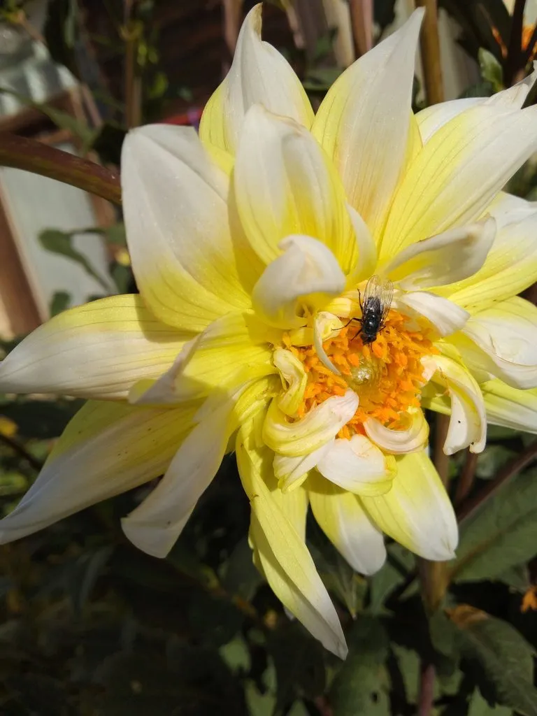 Чайная беседка