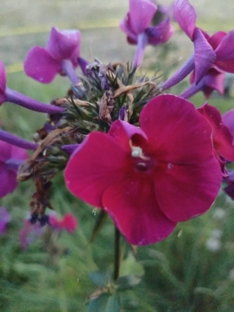 Чайная беседка