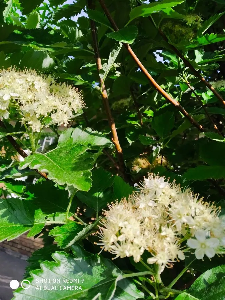 Чайная беседка