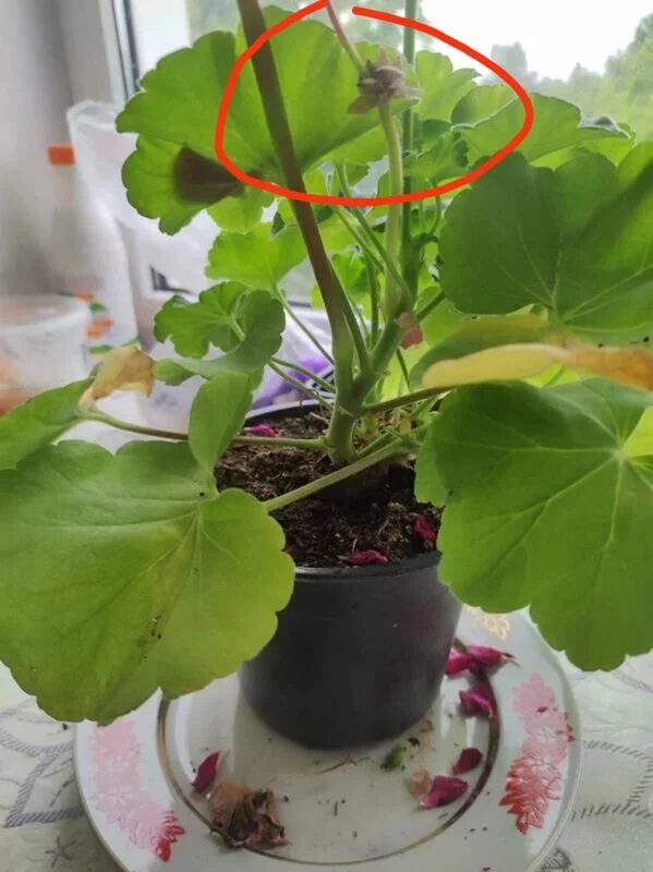 Чайная беседка