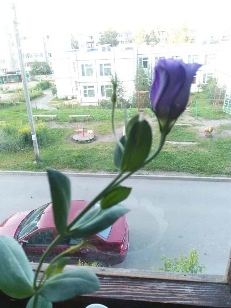 Чайная беседка