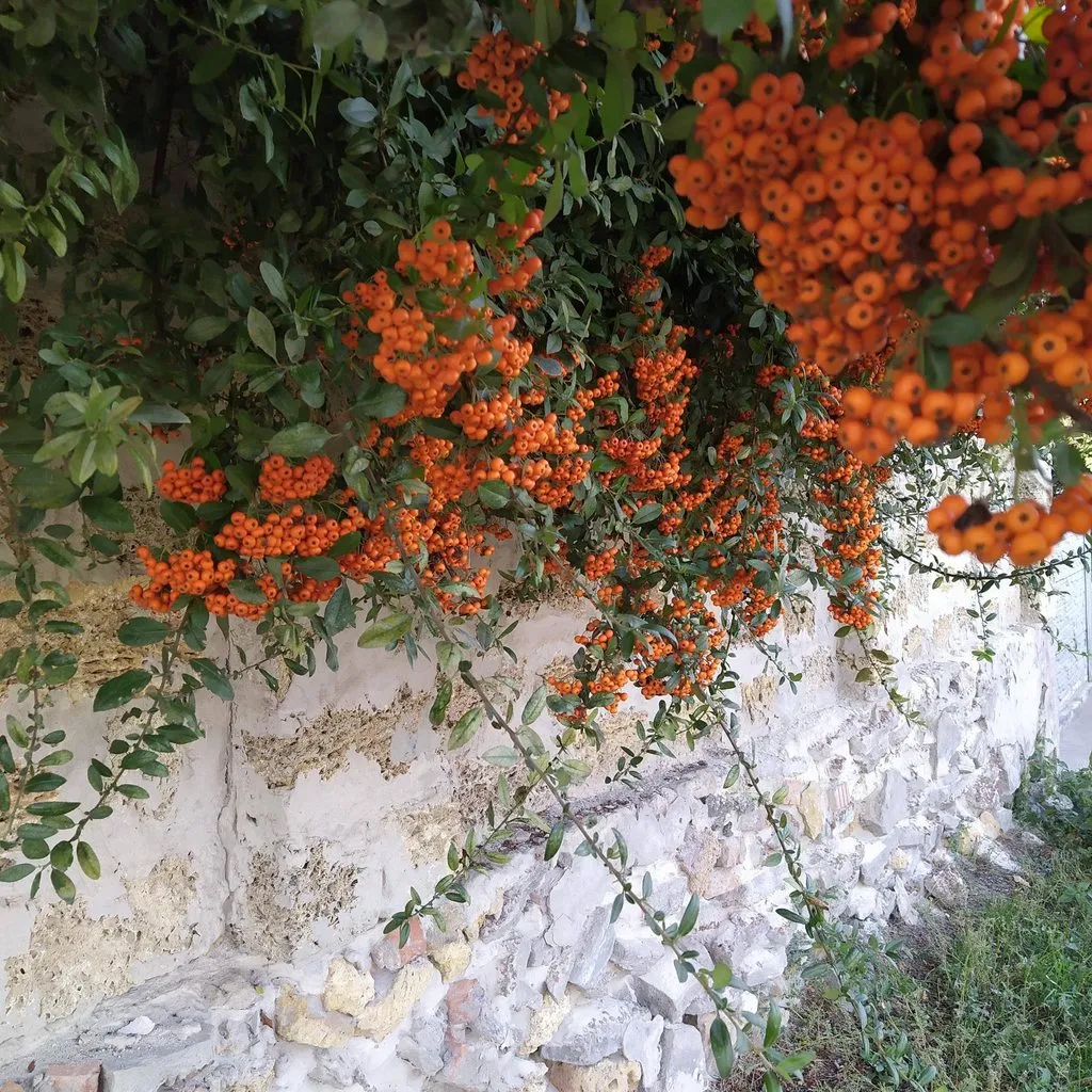 Флора