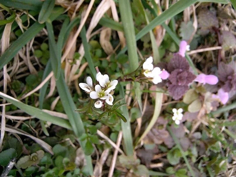 Чайная беседка