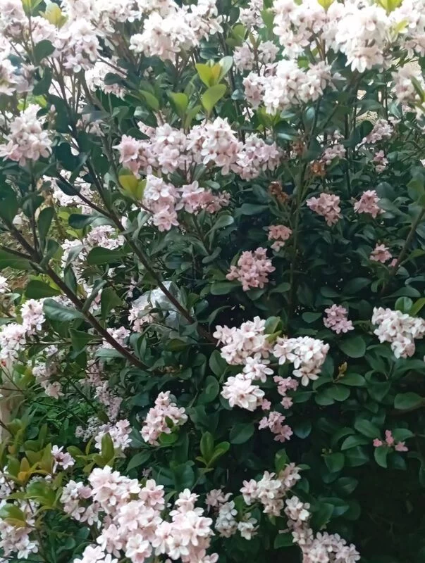 Чайная беседка