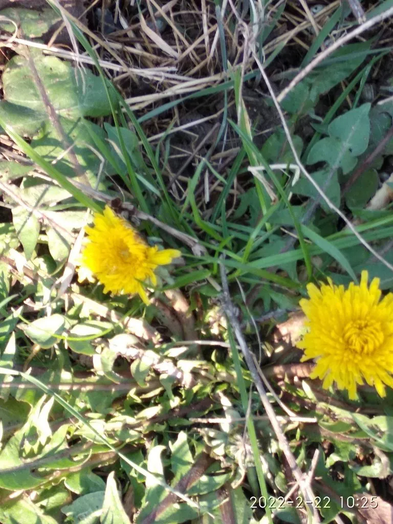 Кафе «У пани Сони»