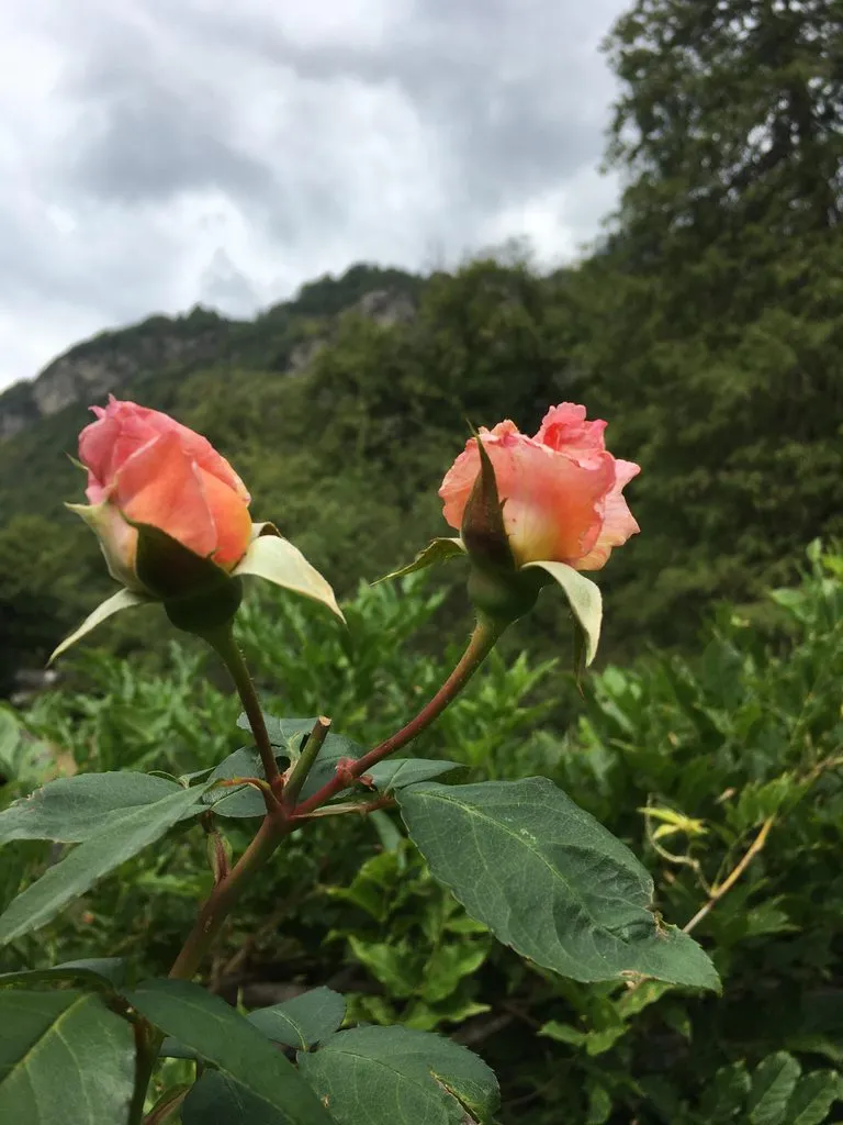 Чайная беседка