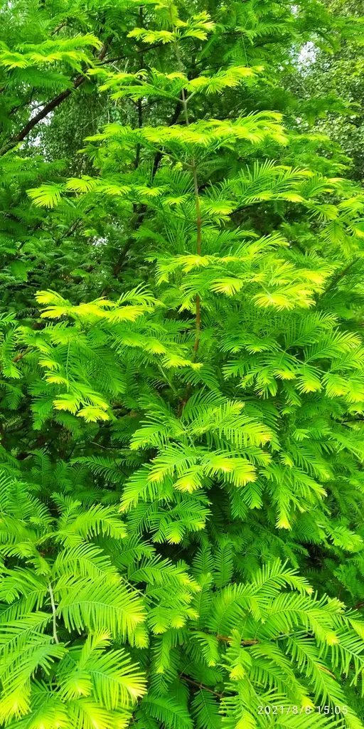 Tapтaлeтки & Ко