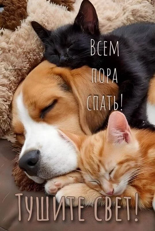Кафе "У пани Сони"