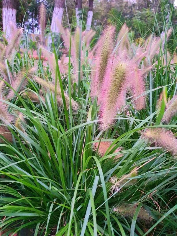 Флора
