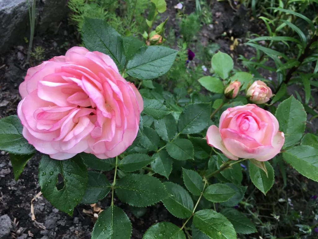 Чайная беседка