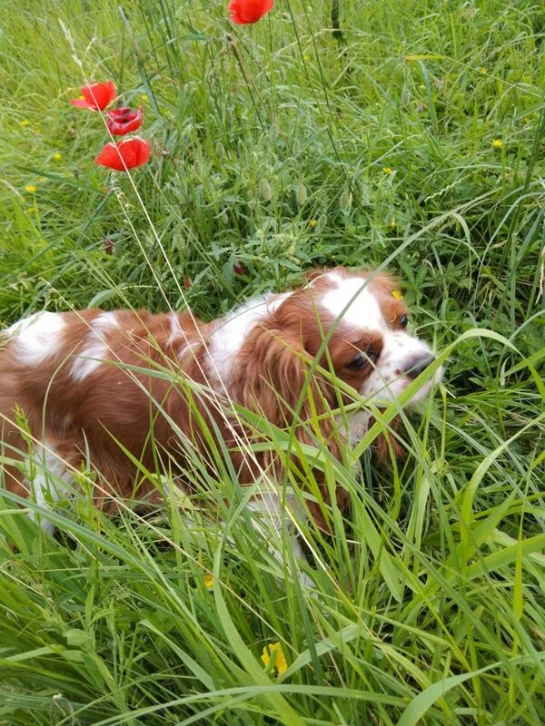 Чайная беседка