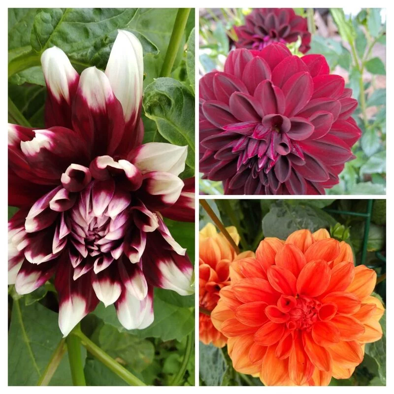 Чайная беседка