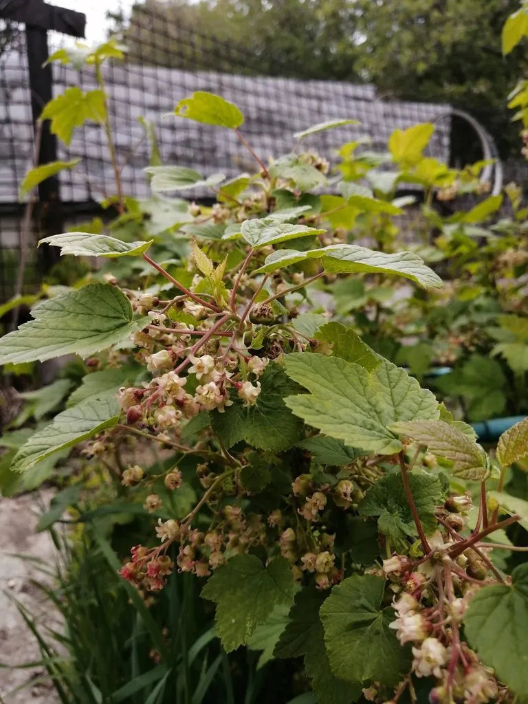 Чайная беседка