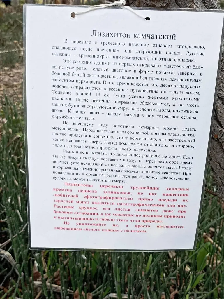 Камчатка - ты одна у нас такая! 