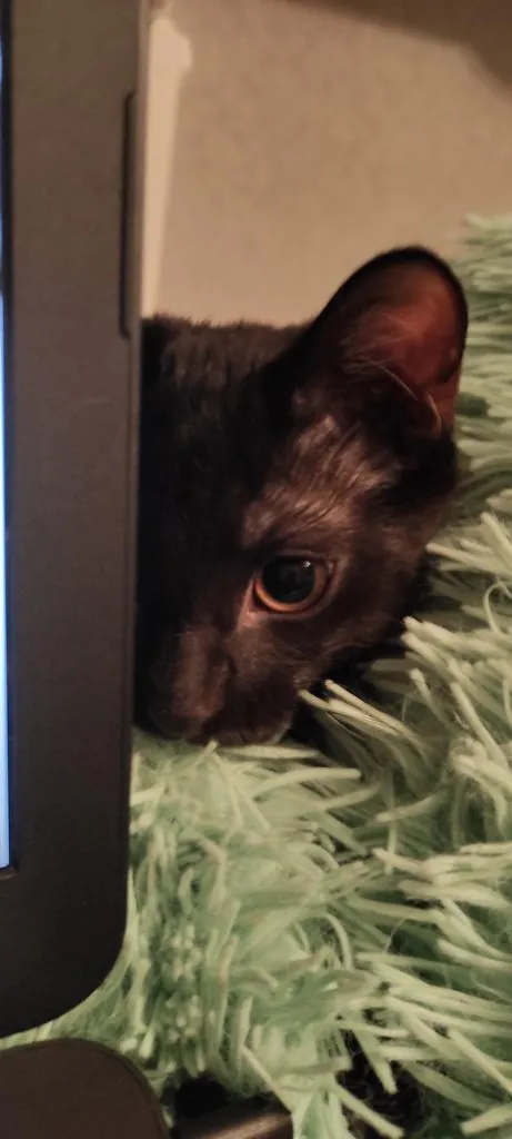 Tapтaлeтки & Ко