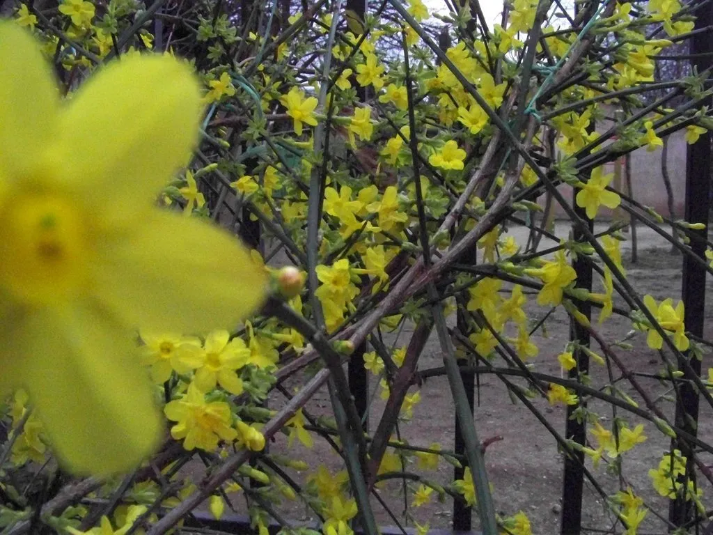 Чайная беседка