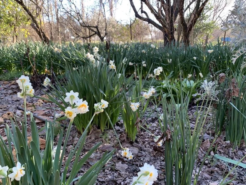 Фотонастроение