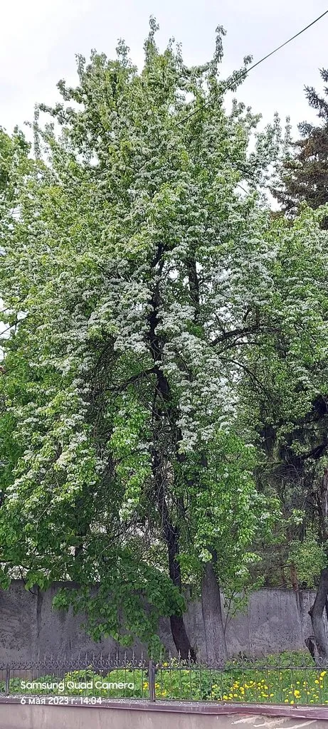 Чайная беседка