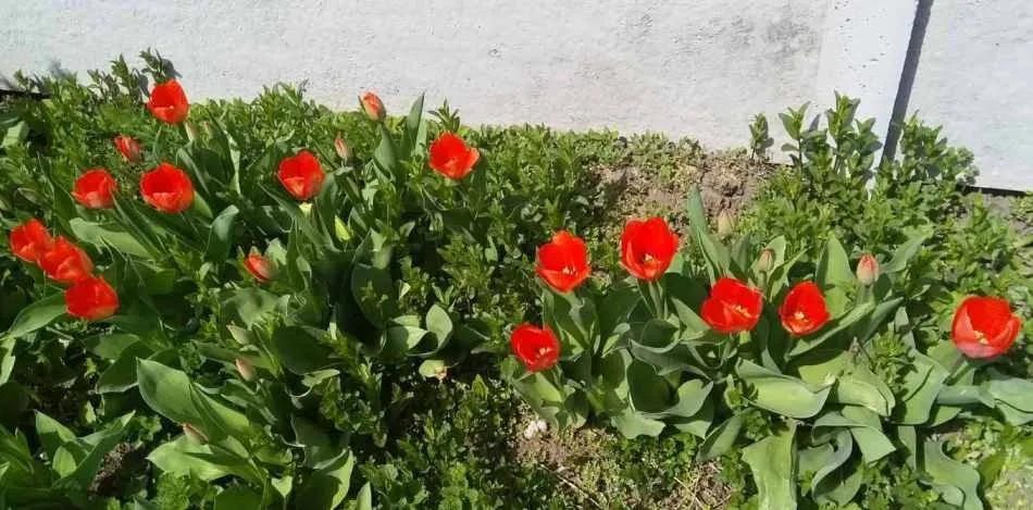 Чайная беседка