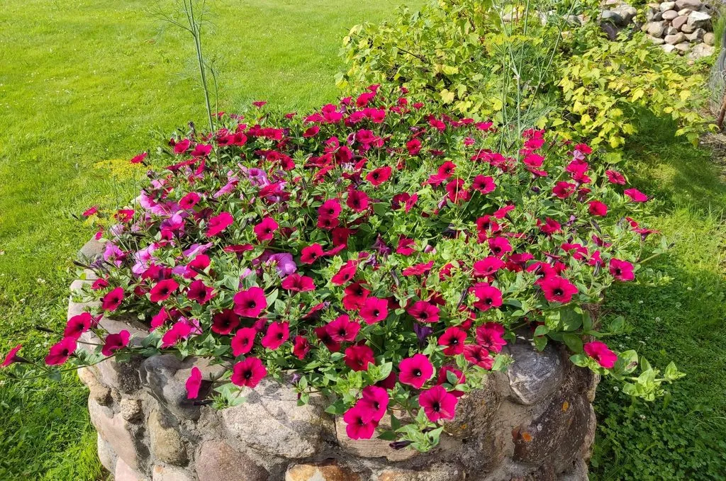 Чайная беседка