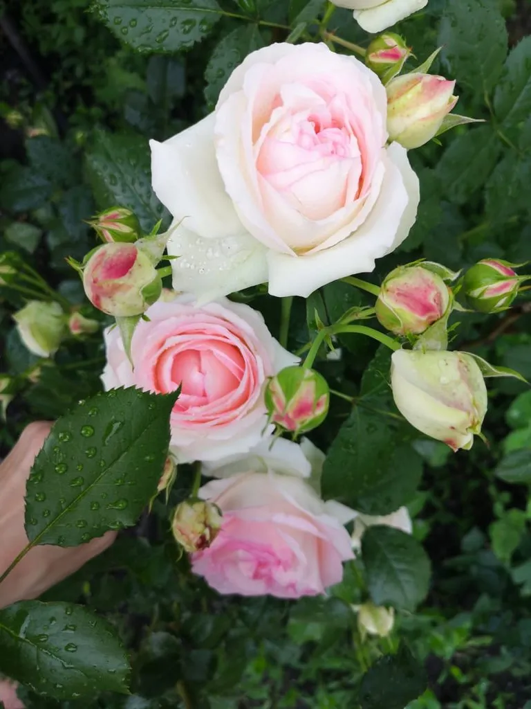 Чайная беседка