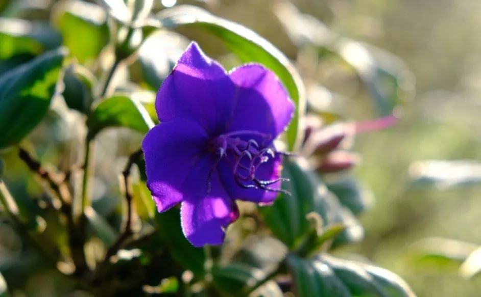 Чайная беседка