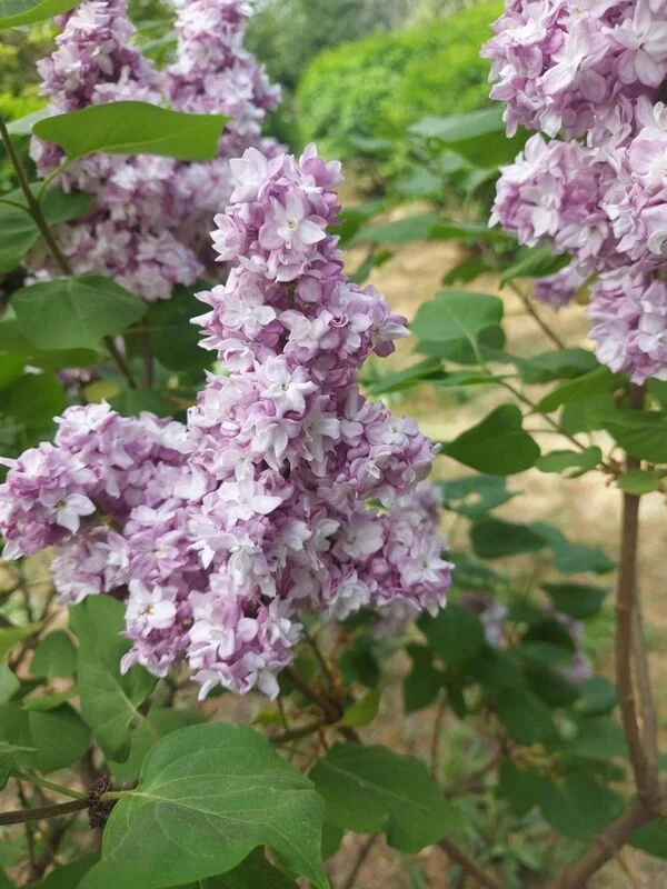 Чайная беседка