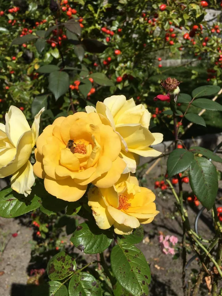 Чайная беседка