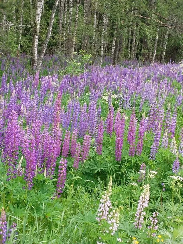 Чайная беседка