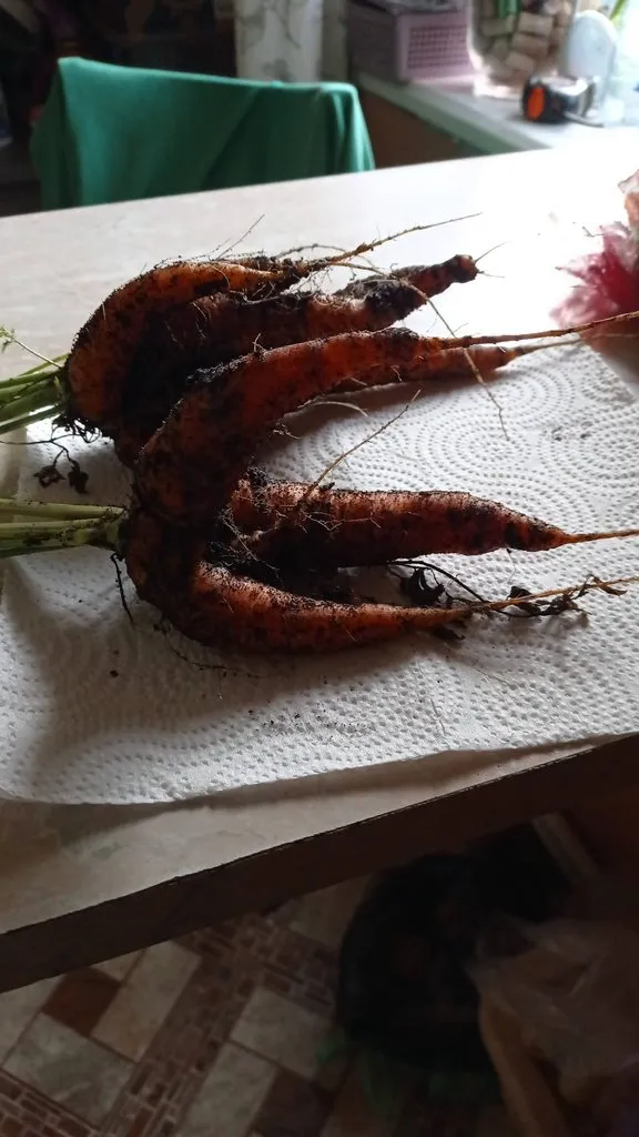 Пора выращивать рассаду