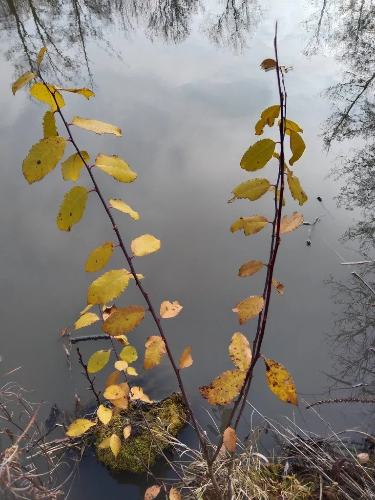 Чайная беседка