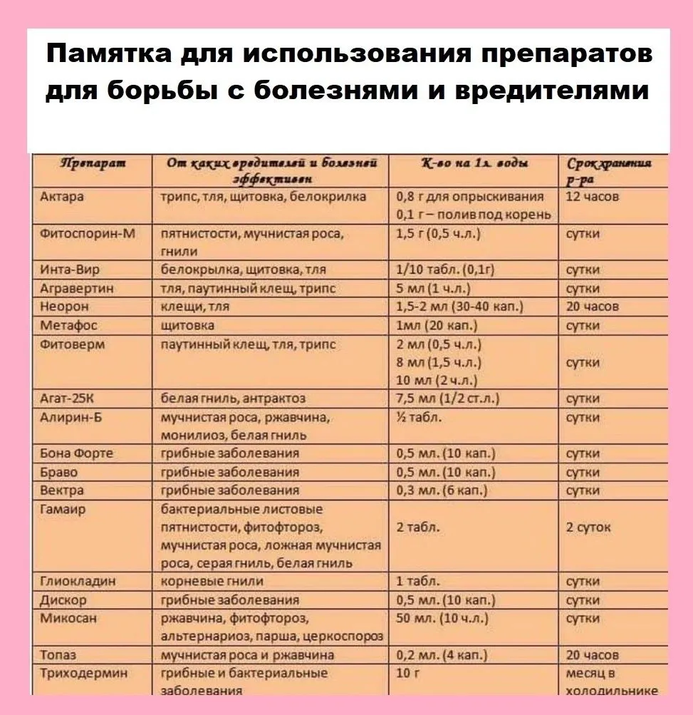Домашняя инфографика
