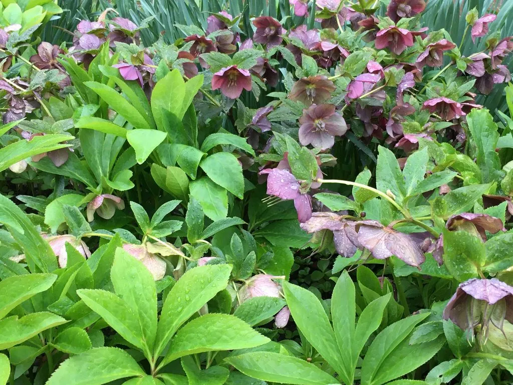 Чайная беседка