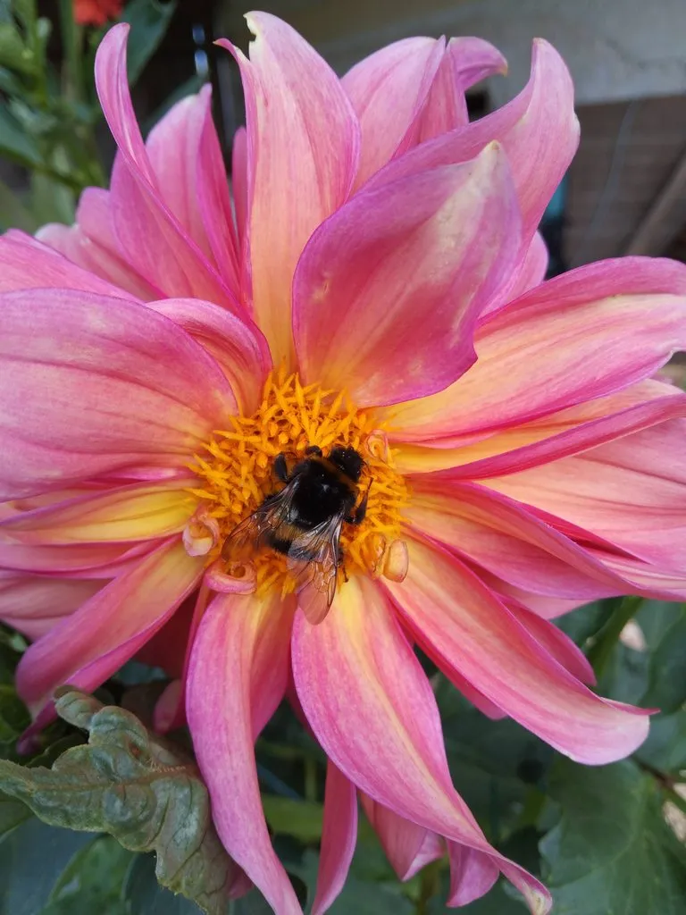 Чайная беседка