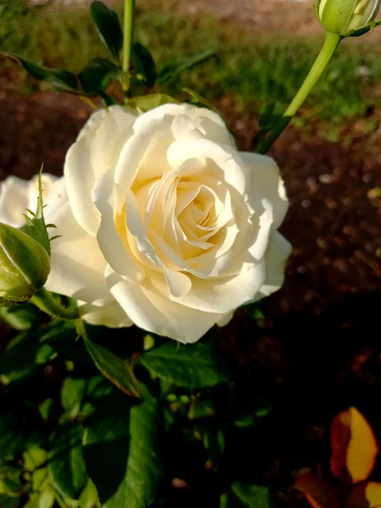 Чайная беседка