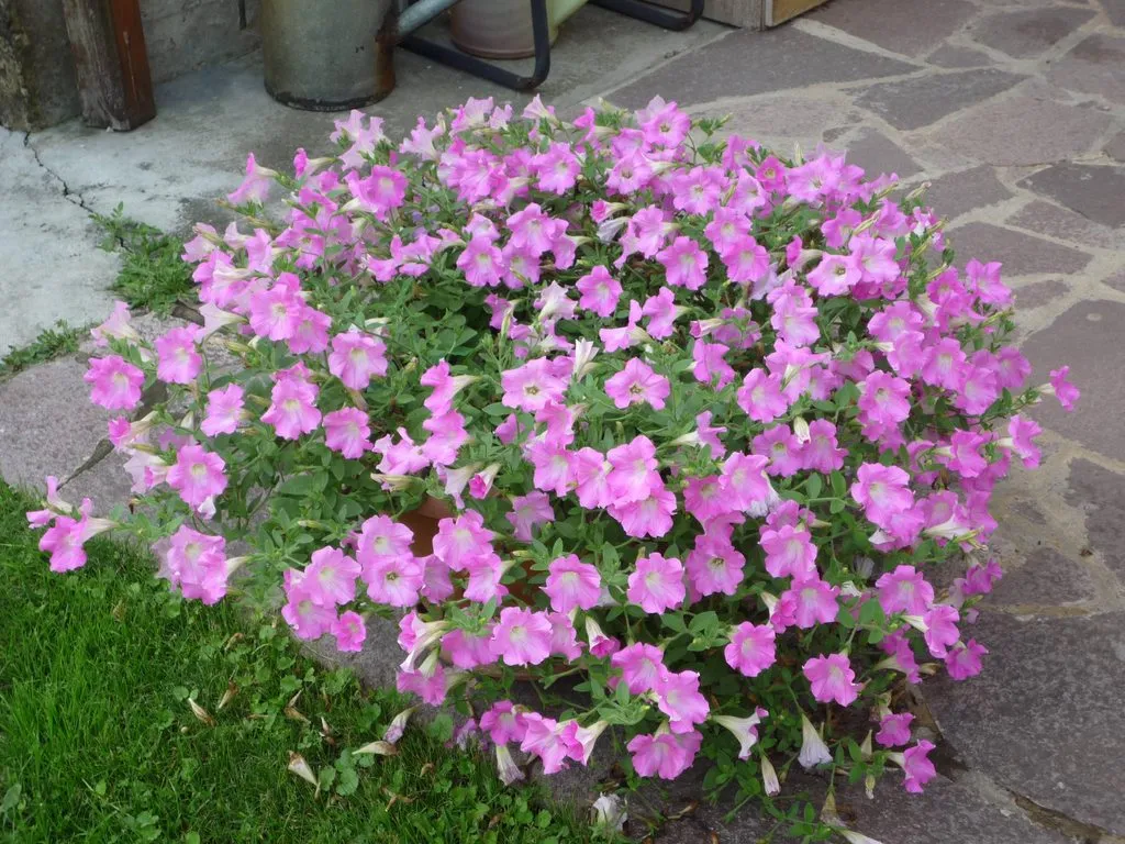 Чайная беседка