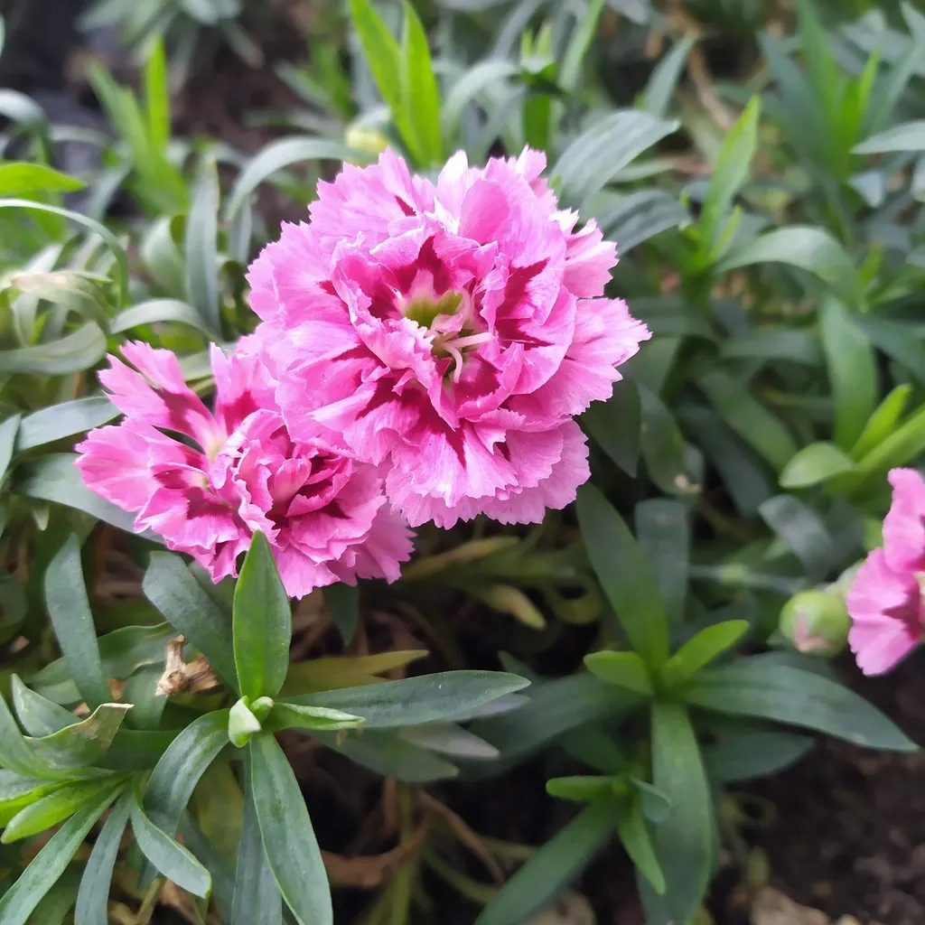 Чайная беседка