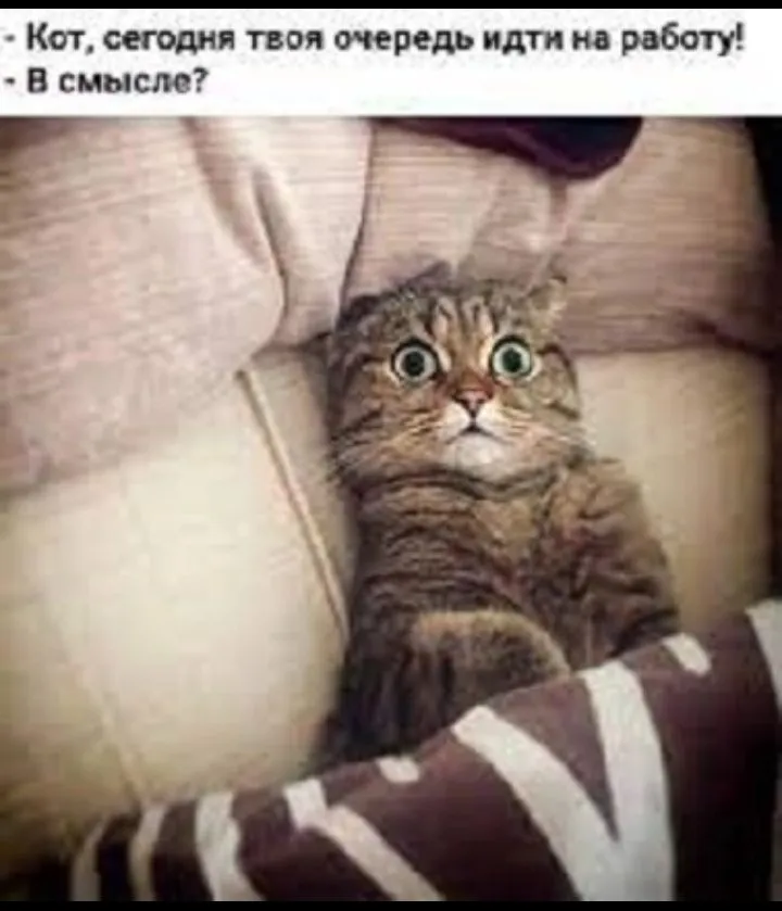 Кошичкина полиция