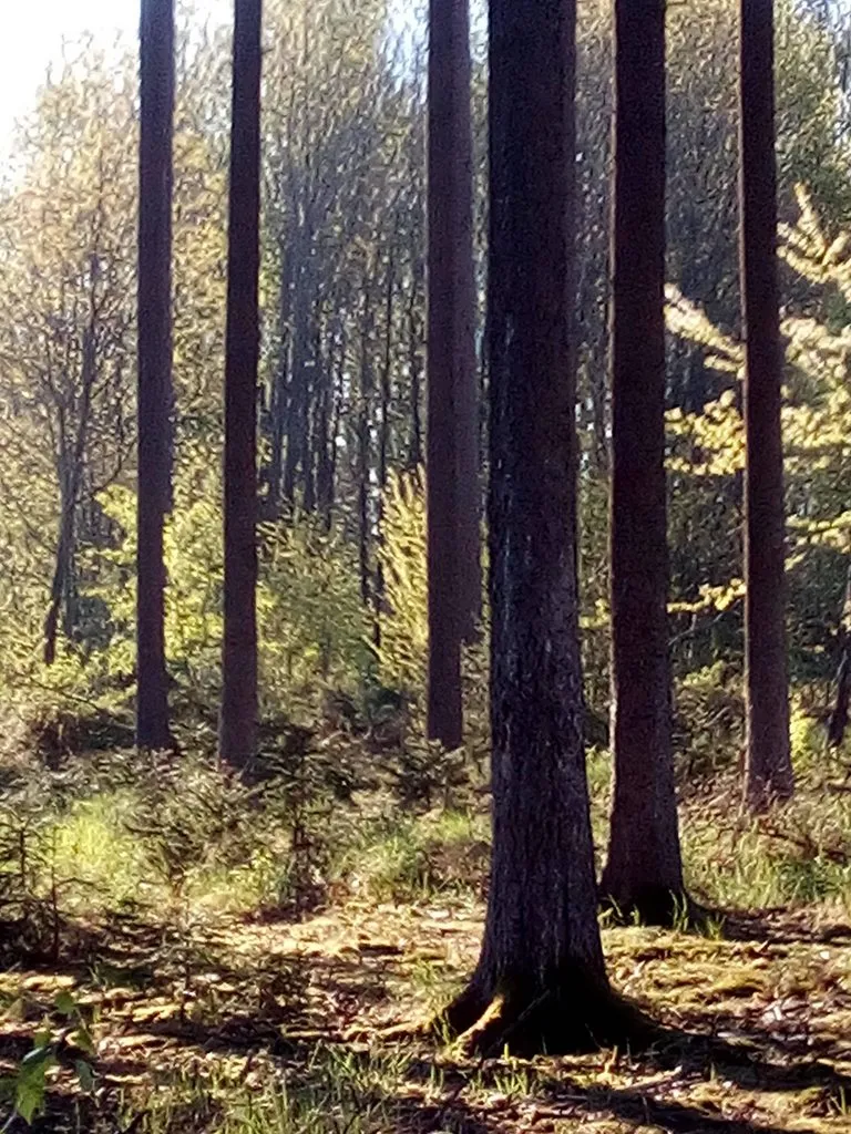 Чайная беседка