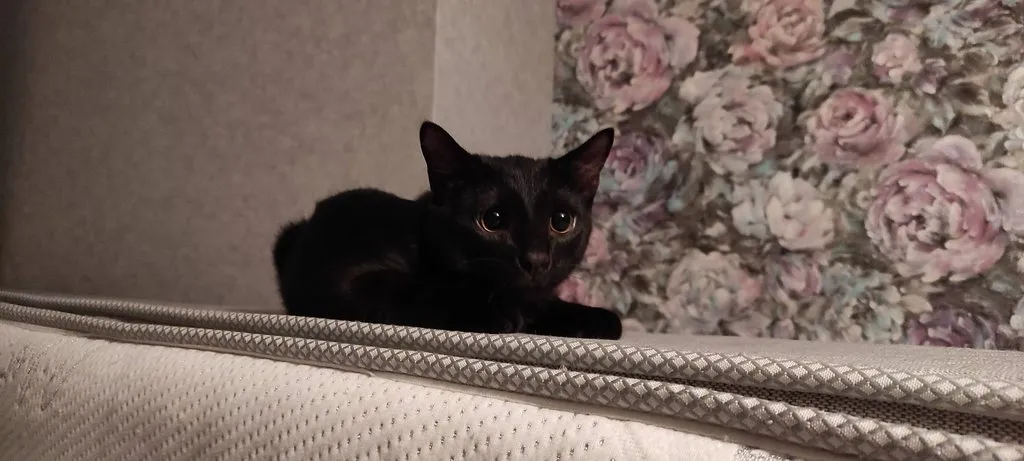 Tapтaлeтки & Ко