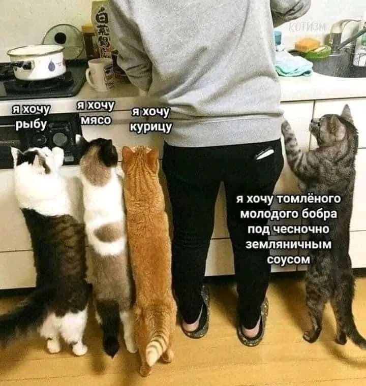 Кто сказал "Мяу"?