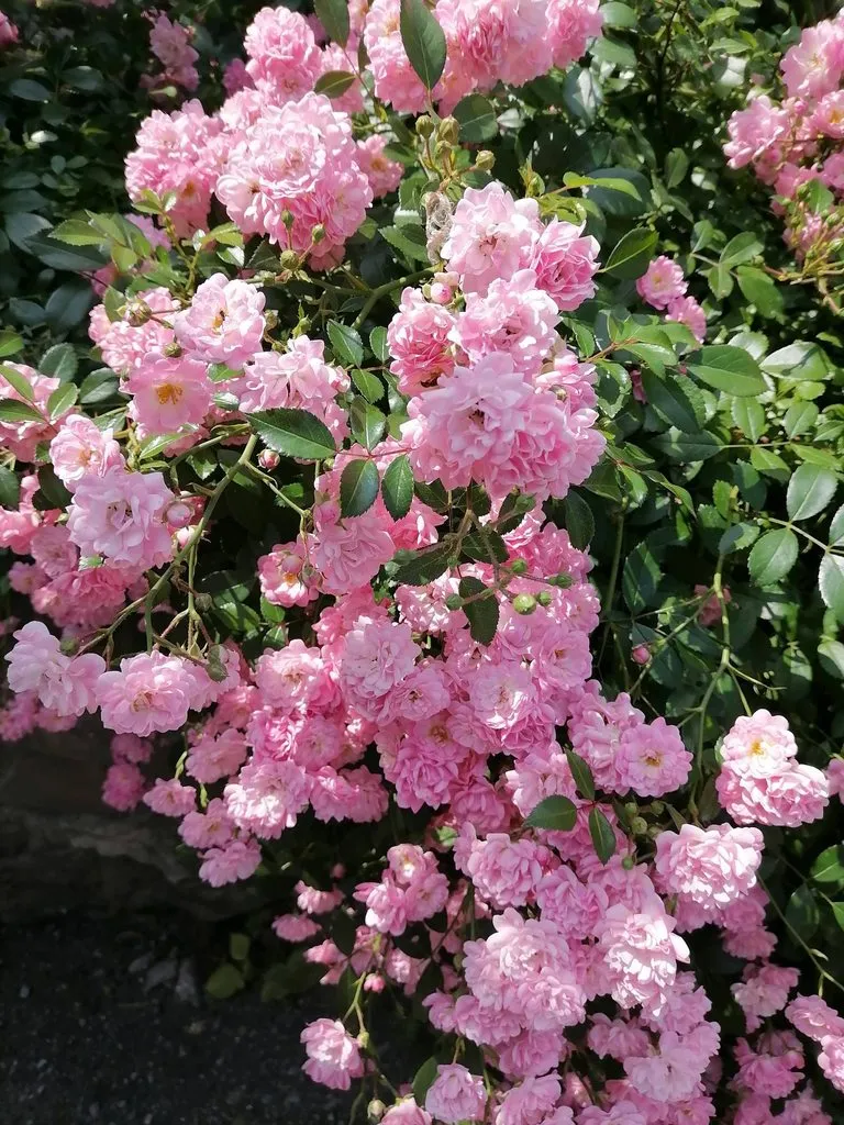 Чайная беседка