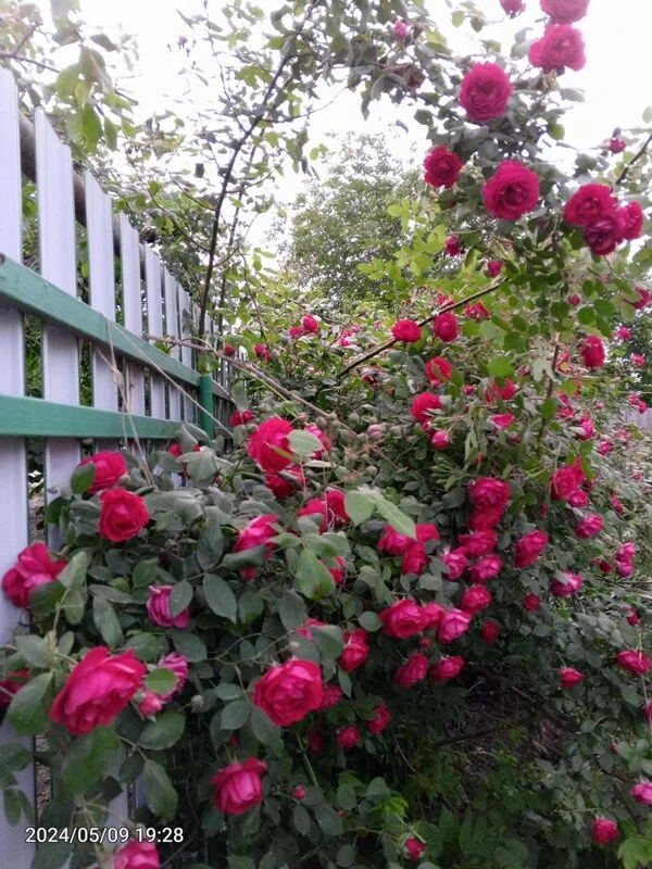 Чайная беседка