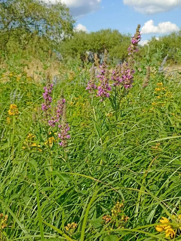 Фотонастроение