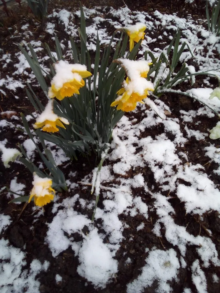 Tapтaлeтки & Ко