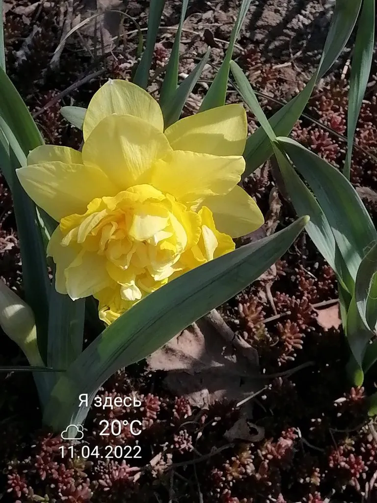 Чайная беседка