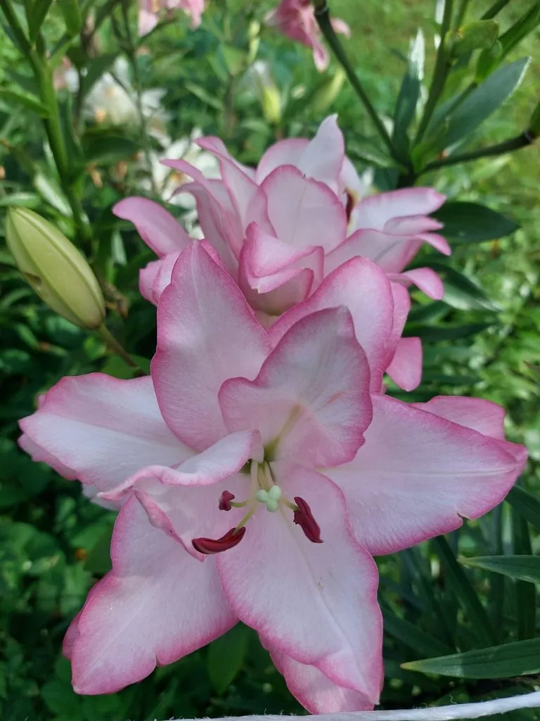 Флора